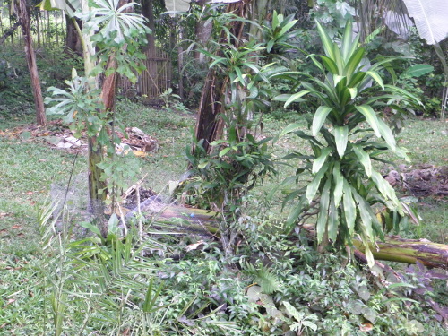 Image of fallen and standing banana
        trees