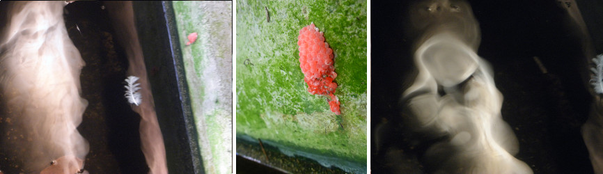 Images of fish pond and snail eggs on wall of pond