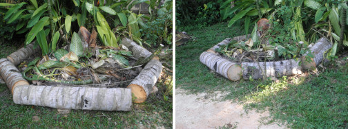 Images of coconut logs placed to form a
        small garden around the tree stump