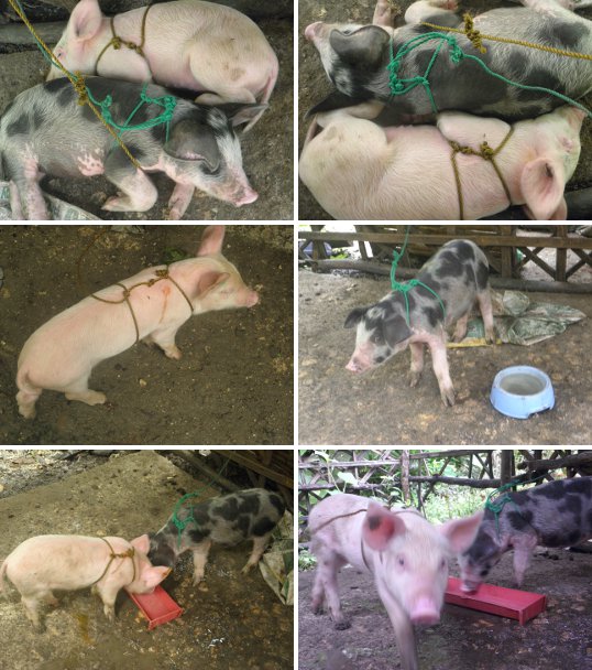 Images of
older and newer piglet