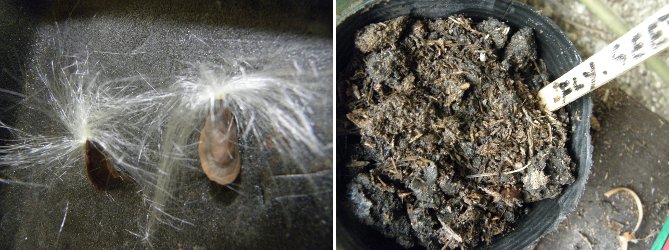 Images of Seeds blown by wind -before
            and after planting