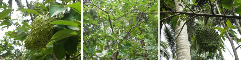 Images of Guyabano growing on tree