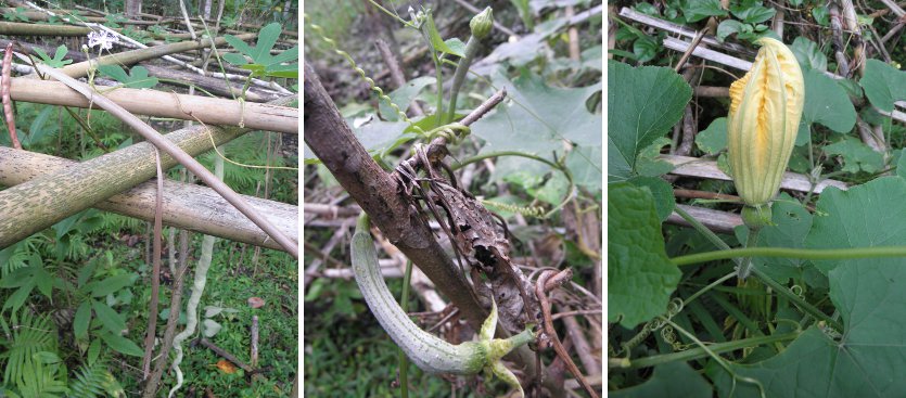 Images of young fruits on the vine