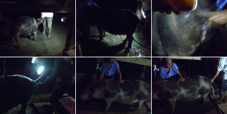 Images of pig being artificially inceminated in the
        dark