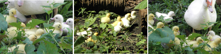 Images of young ducklings