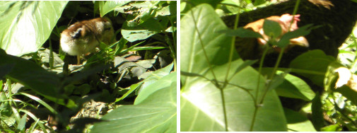 Images of young chick and hen
              hiding among leaves