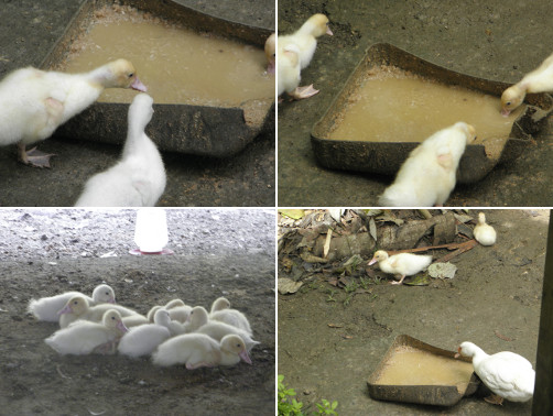 Images of almost adolescent
            ducklings