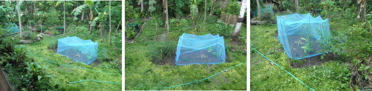 Images of anti-chicken netting
        protecting seeds in garden