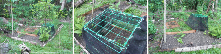 Images of anti-chickenframe protecting
        seeds in garden