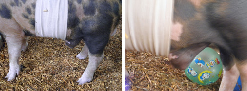 Images of piglet with hernia -despite
        operation