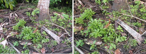 Images of compost heap around coconut tree