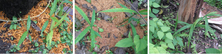 Images of ginger growing