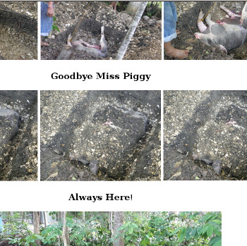 Visual link to :Death of Miss Piggy" web-page