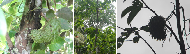 Images of Guyabana tree fruiting