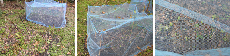 Images of garden patch covered with a mosquito net to
        protect it from chickens