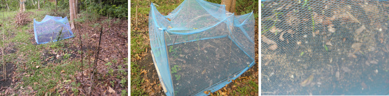 Images of netting covering garden patch as protection
        against chickens
