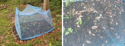 Images of mosquito net covering garden patch