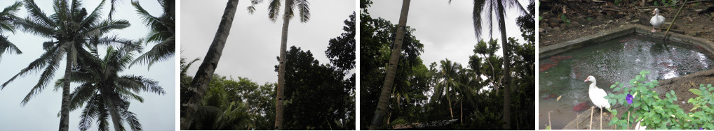 Images of overcast tropical sky -and rain