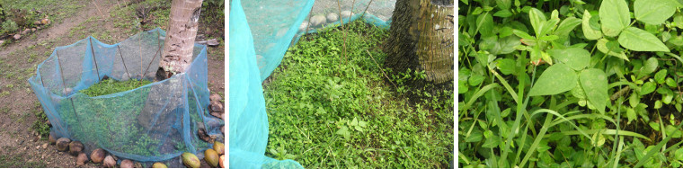 Images of garden patches