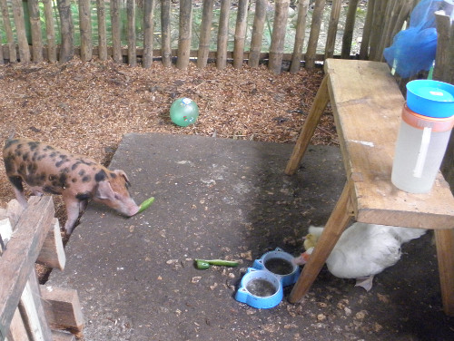 Image of Piglet and Duck in same pen