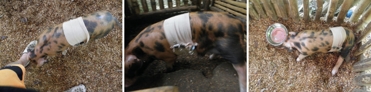Images of piglet one day after umbilical hernia
        operation
