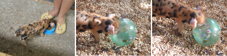 Images of piglet eating and playing