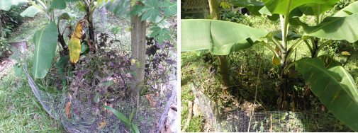 Images of plants growing under a Banana tree