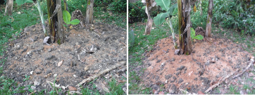 Images of Banana patch before and
        after sowing bush beans and greens
