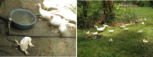 Images of ducks with dead duck -and a
        mother with ducklings
