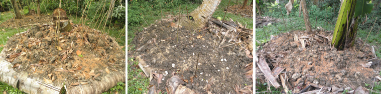Images of garden compost patches newly
        planted with various beans