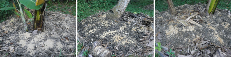 Images of garden patches under coconut or banana trees
        -recently spread with rice hulls