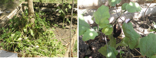 Images of Papaya and Eggplants growing in a
            garden patch