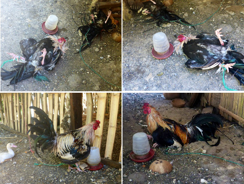 Images of two roosters just after a
        fight