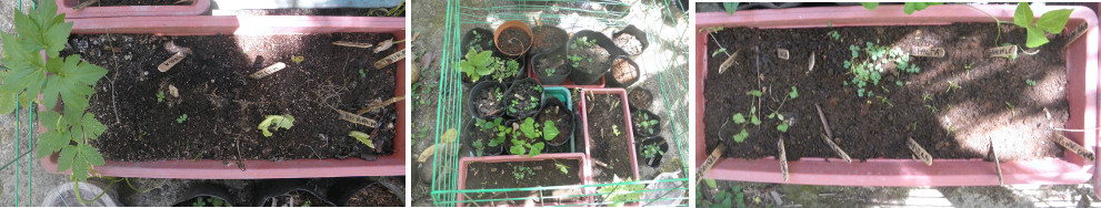 Images of herb seedlings in the plant
        nursary