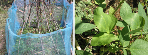 Images of beans growing in a garden patch