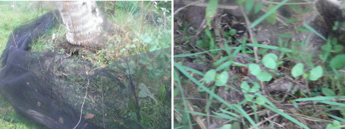 Images of garden patch with and
        without protective netting