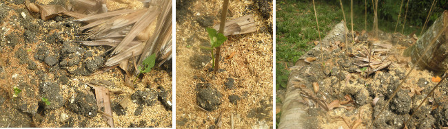 Images of young beans sprouting in
        garden patch