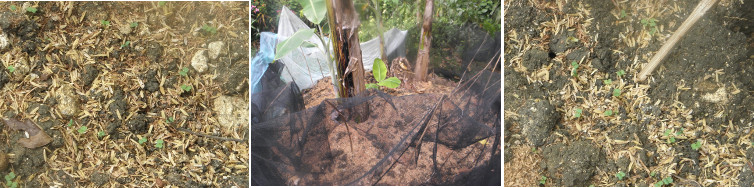 Images of young vegetable shoots growing in Banana
        patch