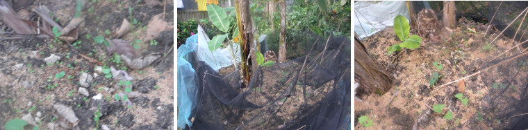 Images of newly planted vegetables sprouting
        in Banana Patch