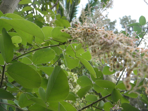 Image of Desmodium rensoni tree
