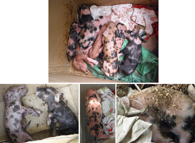 Immages of dead, sick and healthy
        piglets from a single litter