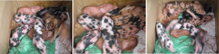 Images of young piglets in a box