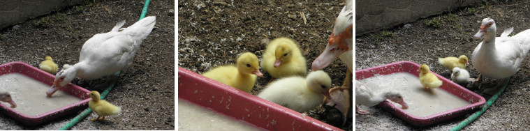 Images of newly born ducklings