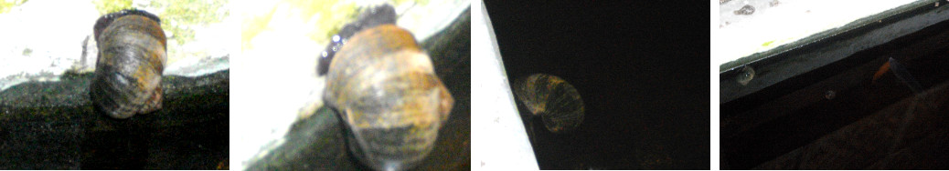 Images of large tropical water snail