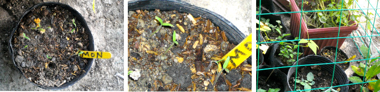 Images of recently planted lemon seeds sprouting in a
        pot