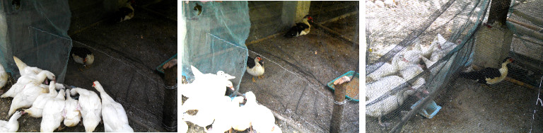 Images of Muscovy ducks looking at new arrivals
