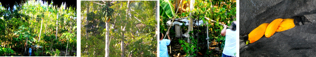 Images of papaya being harvested from a tall tree