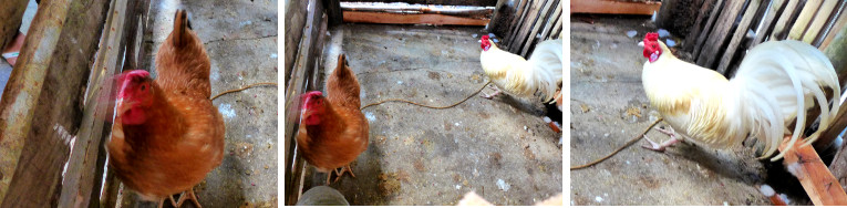 Images of Native Rooster with Kabir Hen