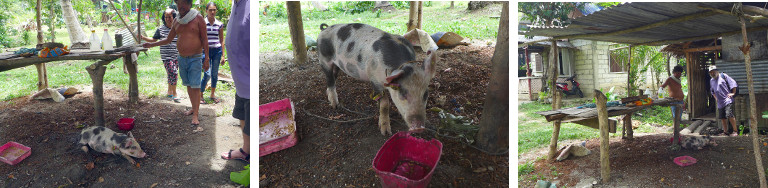 Images of tied piglet with free range
        area in tropical backyard