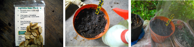 Images of planting of Ashitaba seeds in pot